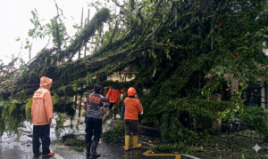 Hujan Deras dan Angin Kencang Terjang Kota Sukabumi, Puluhan Pohon Tumbang dan Rumah Rusak