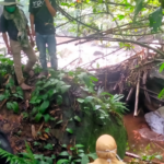 Mayat Pria Tanpa Identitas Ditemukan Membusuk di Hutan TNGGP Sukabumi